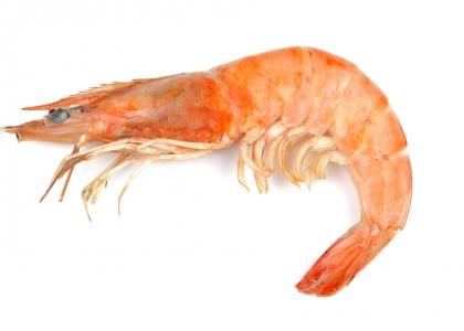 Langostino