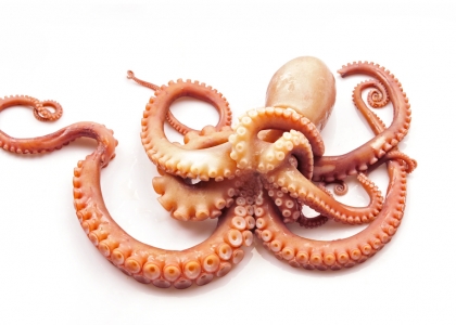 Pulpo